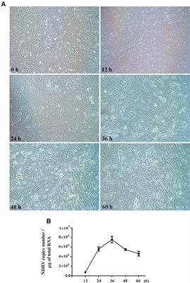 Quantitative Proteomic Analysis of Duck Embryo Fibroblasts Infected With Novel Duck Reovirus